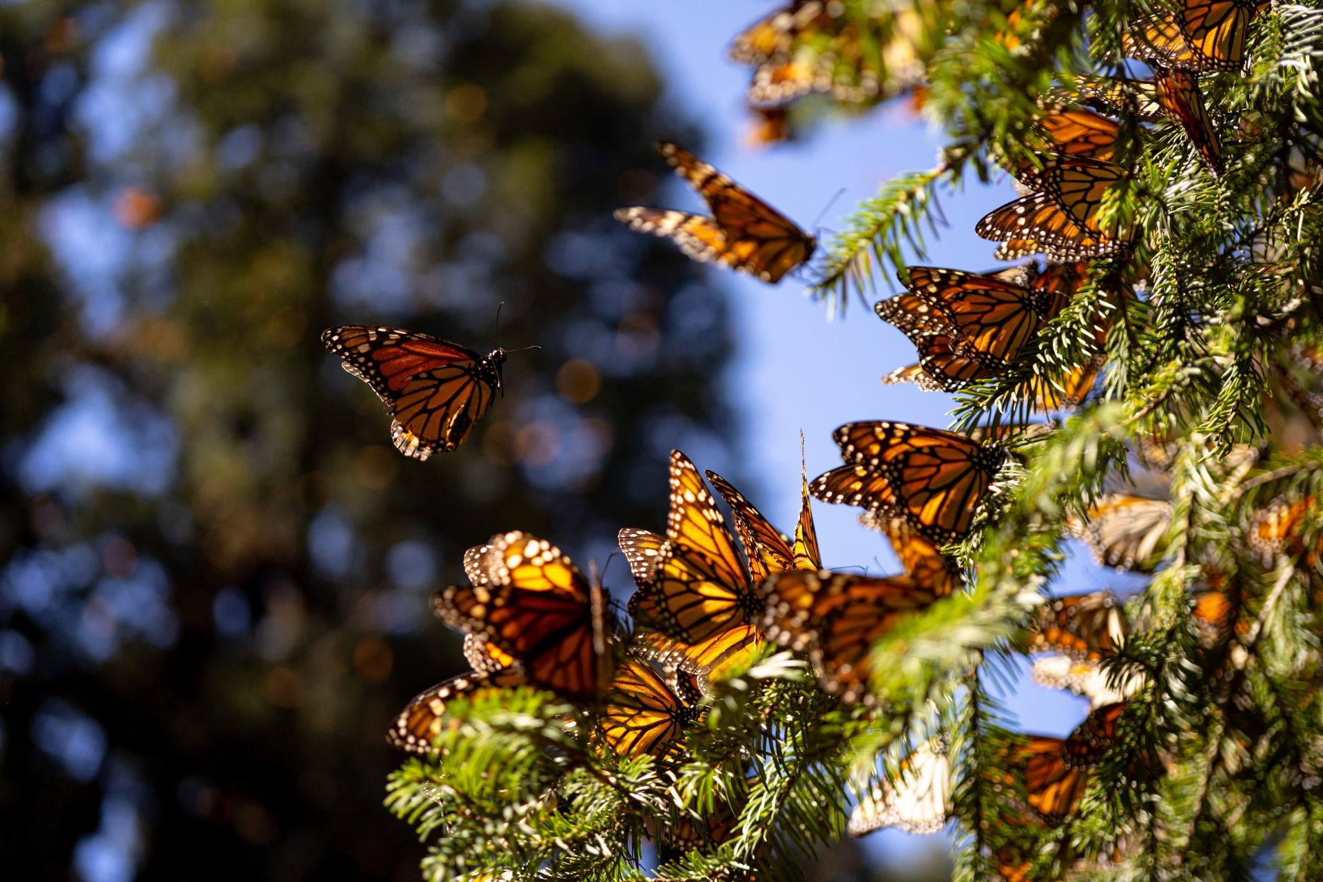 Mariposa Monarca — Santuario Piedra Herrada